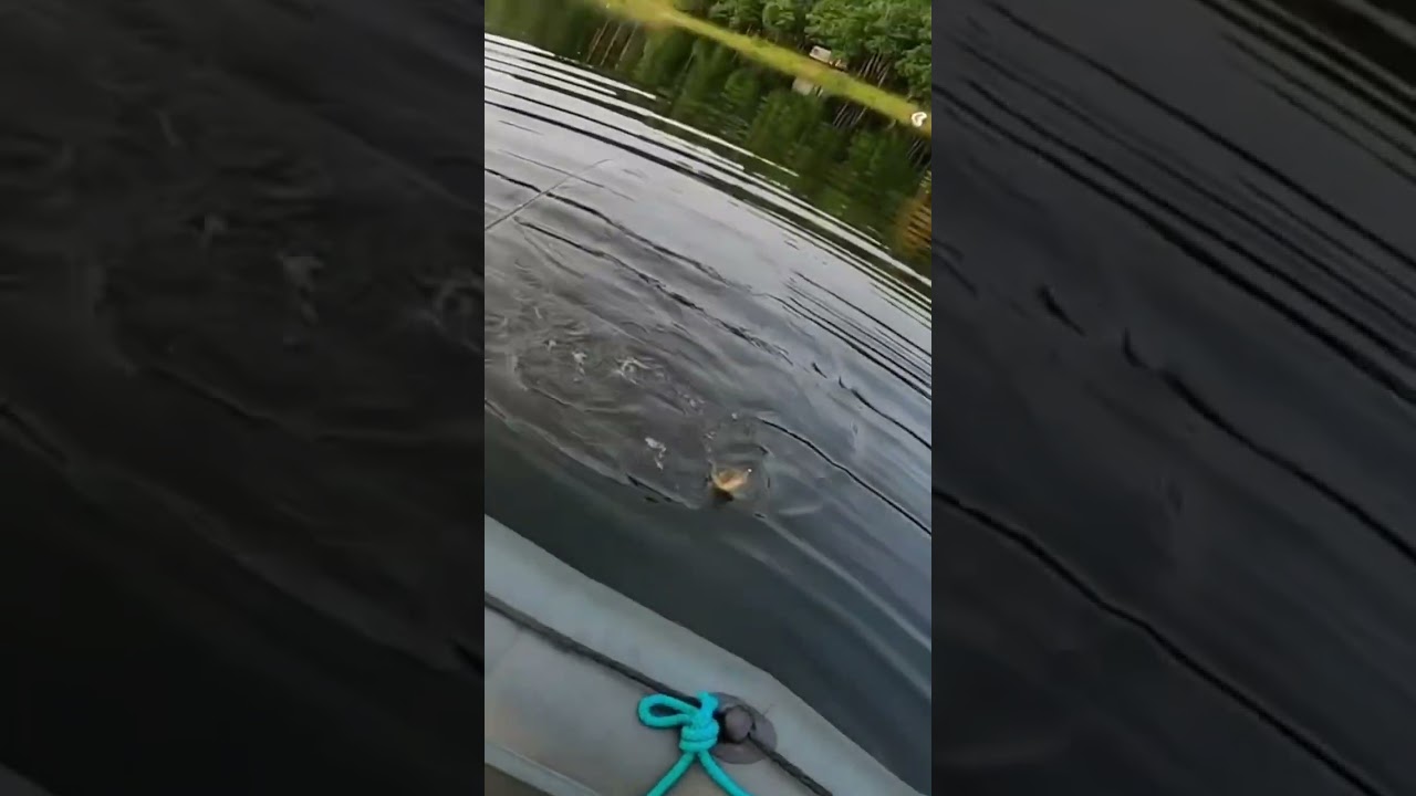 Szczupak zdechł podczas holu szok!!!