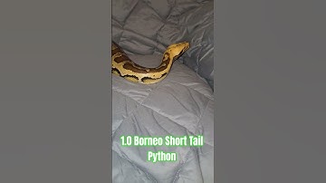 1.0 Borneo Short Tail Python #borneo #short #tail #python #shorts #snake #shortvideo #shortsfeed