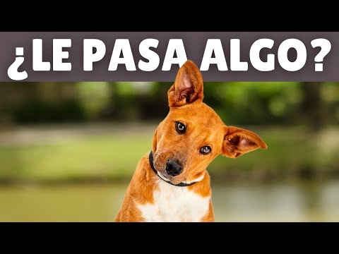 Video: 15 extremidades del Petiquette que harán a tu perrito en el mejor invitado del hotel