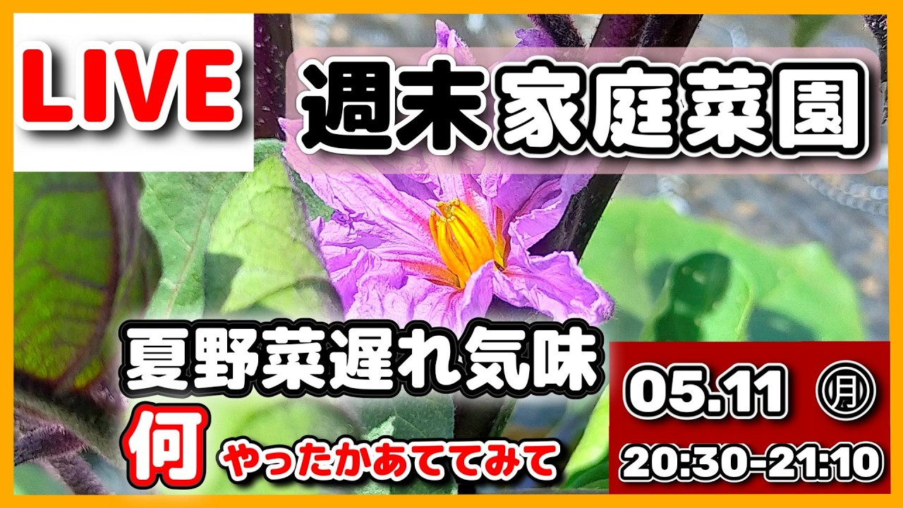 「只今交渉中」家庭菜園で必要な方へ LIVE家庭菜園｜夏野菜準備が遅れています、作業内容を当ててみて - YouTube