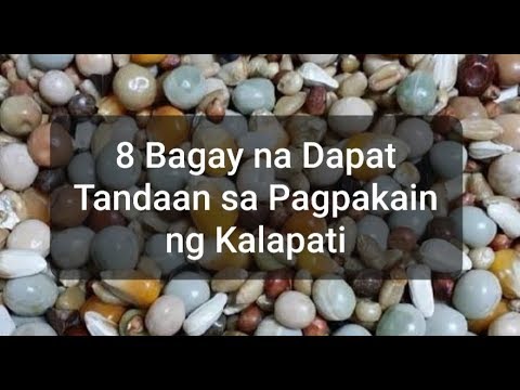 Video: 4 Mga Paraan upang Pakainin ang Mga Pigeon