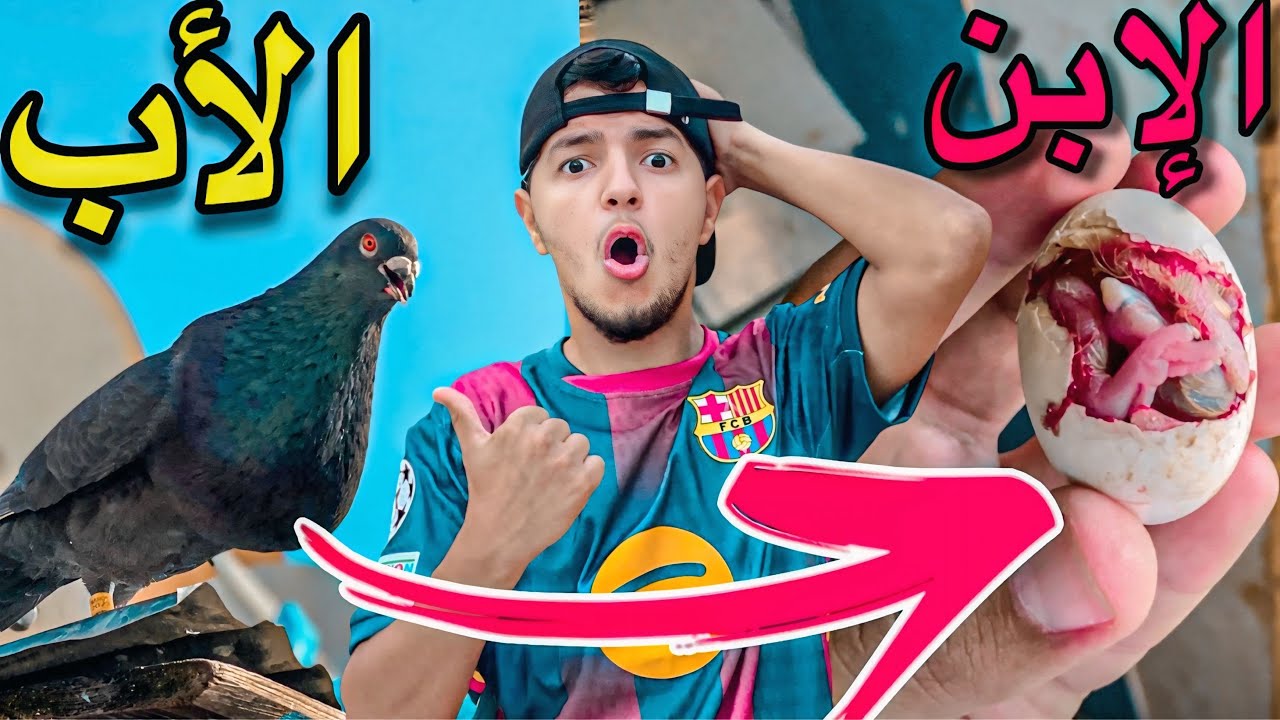 اخيرا فقص فرخ ديال كحلوش 🤯 كفاش تخرج فرخ الحمام من البيضة 🤔