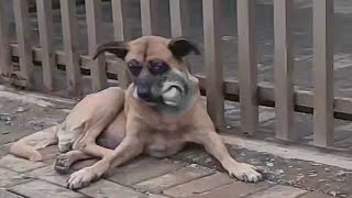 The large tumor took away her beautiful face, her life had too many misfortunes by  Pitiful Animal 609 views 13 days ago 5 minutes, 49 seconds
