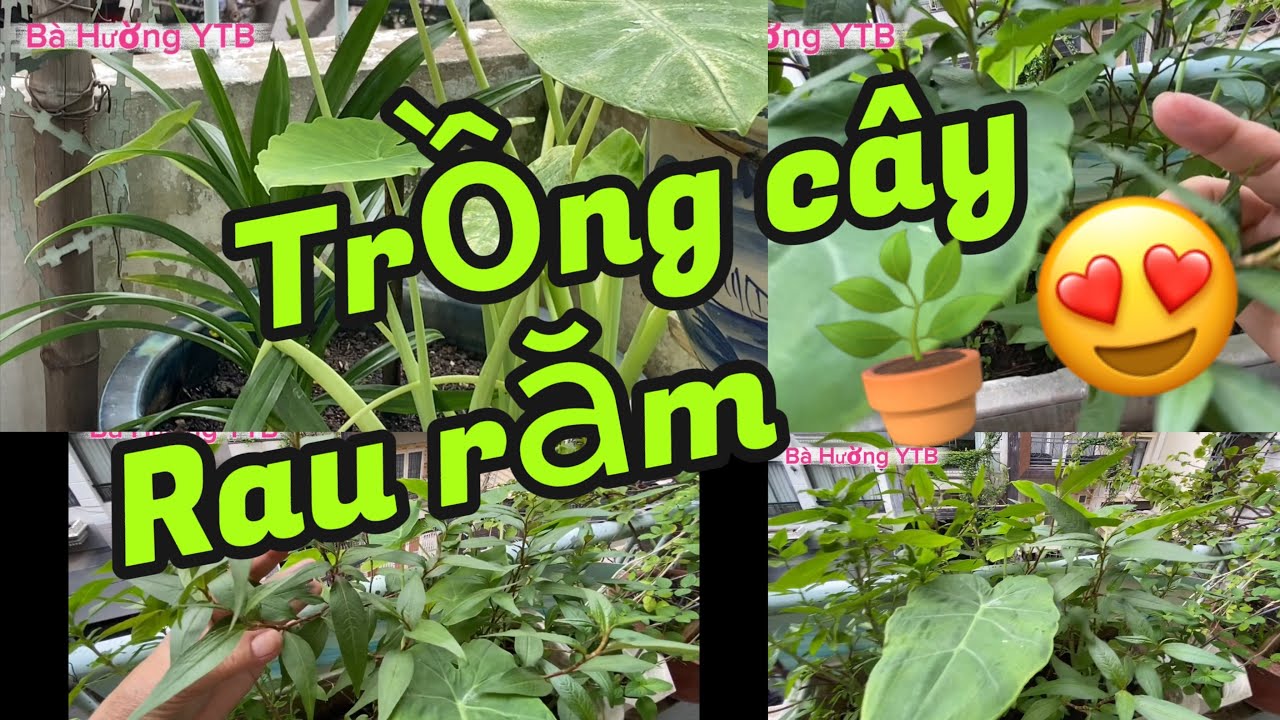 Trồng cây rau răm trong chậu,ăn quanh năm 🪴🪴🪴 - YouTube