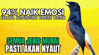 PANCINGAN murai Batu FIGHTER BONGKAR MATERI KASAR !! Jadikan semua jenis murai apapun AUTO EMOSI
