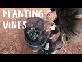 Starting a Vineyard from scratch.  Part 2 - Planting Vines