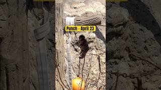 Punch - April 23, 2026 #punch #punchmonkey #monkey #shorts