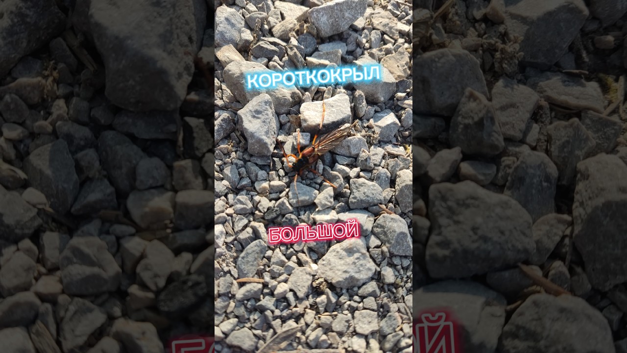 Короткокрыл большой, редкое насекомое из семейства усачей 