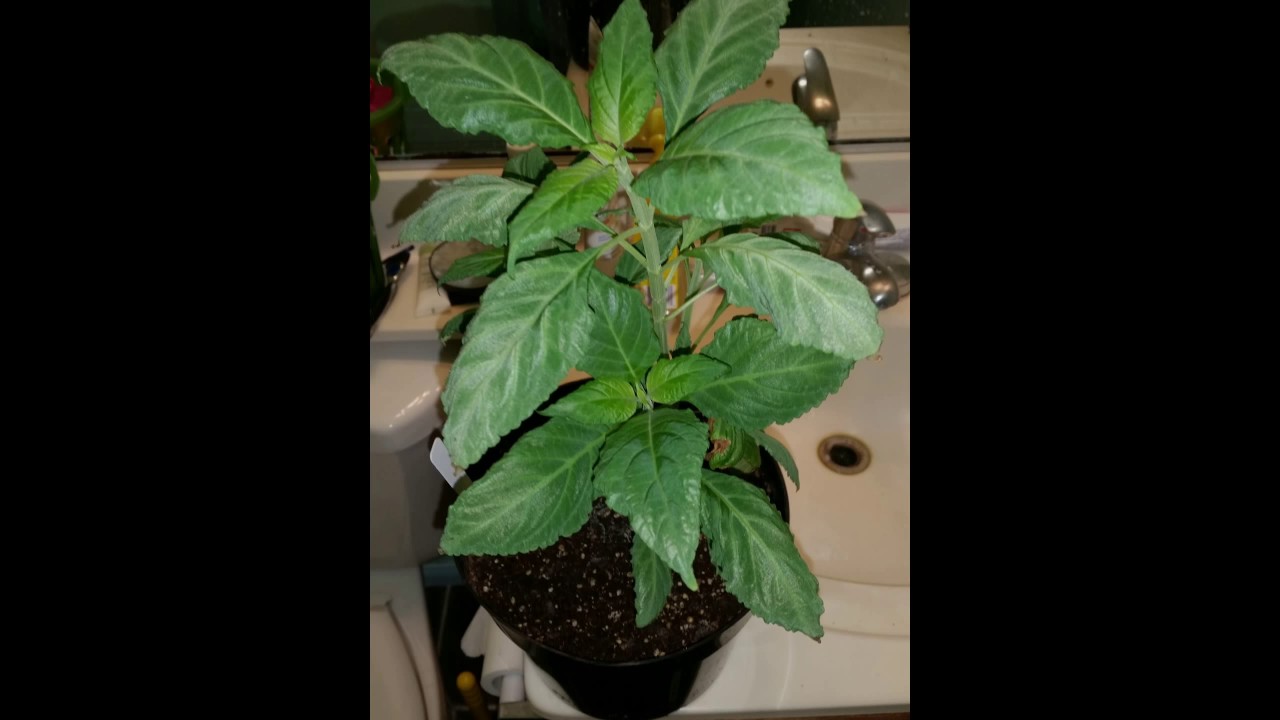 Salvia Divinorum Grow Log Plant 1 YouTube