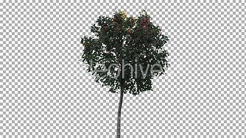 Real Tree Isolated on the Wind 31 | Motion Graphics - Envato elements