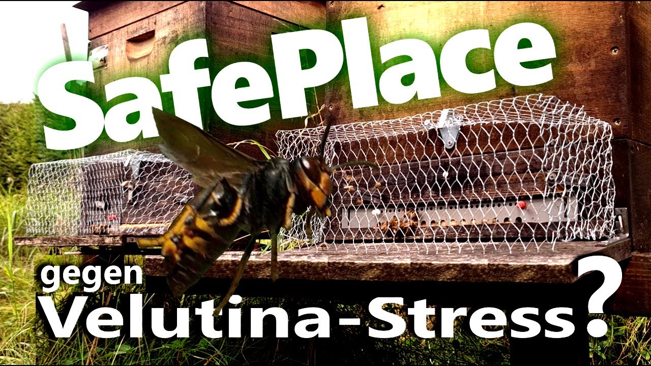 SafePlace - Lowbudget Maulkorb & FAZIT Was tun gegen Vespa Velutina ?