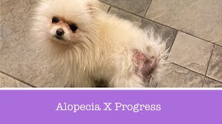 Pomeranian Alopecia X Progress Update