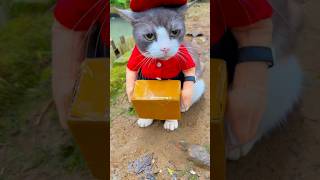 MOTOR KUCING PENGANTAR PAKET TERJUN KE KOLAM #cats #kucing #videolucu #kucinglucu