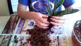 Repotting Paphiopedilum