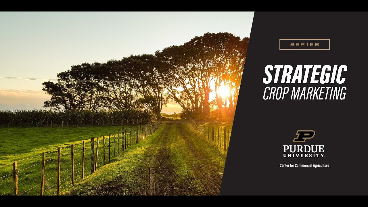 Importance of Crop Basis When Marketing Grain