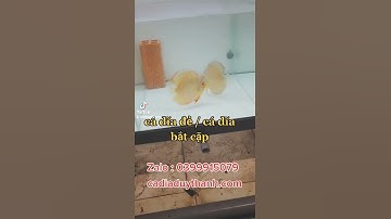 cá đĩa sinh sản I cá dĩa đẻ I cá dĩa bắt cặp