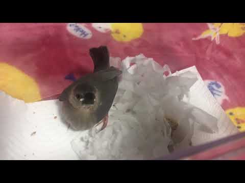 緊張して声が出ない桜文鳥あんこちゃん。