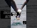 eagle hunting in the ocean #shorts #hunting #eagle