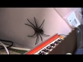 アシダカグモ　現れる  【huntsman spider has appeared (Heteropoda venatoria) 】