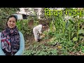 बुआ के किचन गार्डन में इतनी सारी आर्गेनिक सब्जी 😊||Pahadi Lifestyle Vlog ||Avantika Chauhan Vlogs ||