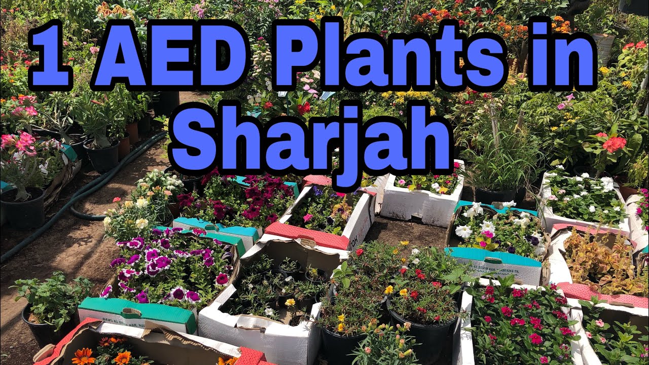 Plant Nursery in Sharjah, Dubai UAE Gardening and ...