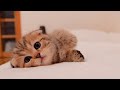 A cute kitten whose battery suddenly runs out after running around.