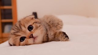 A cute kitten whose battery suddenly runs out after running around.