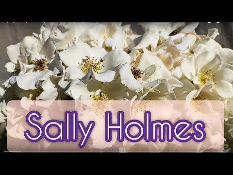 Мускусная роза Sally Holmes. Обзор сорта.