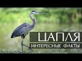 Цапля - интересные факты