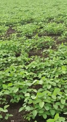my farm #soyabean_ki_kheti #soyabin #soyabean