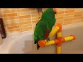 Mi loro Eclectus hablando y haciendo ruiditos