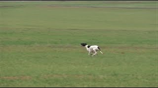 Dual Pointer  (Mehmet ARI)