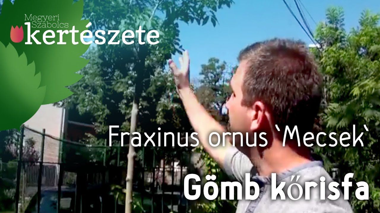 Mi az, hogy rövidlátás?