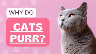 You Won't Believe Why Cats Purr. Watch This Video! by Here Kitty Kitty 205 views 1 month ago 1 minute, 58 seconds