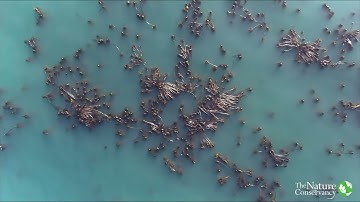 Bull Kelp Drone Monitoring