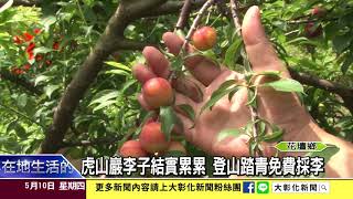 1070510虎山巖李子結實累累 登山踏青免費採李