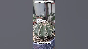 Melo Cactus