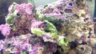 Sessiler Einsiedler Mittelmeer