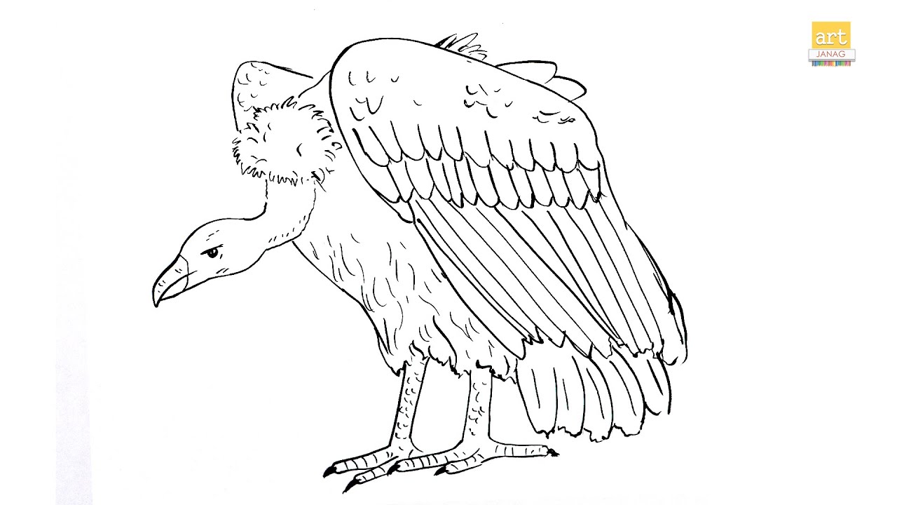 vulture drawing