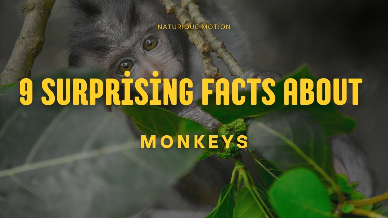 9 Surprising Facts About Monkeys You Didn’t Know