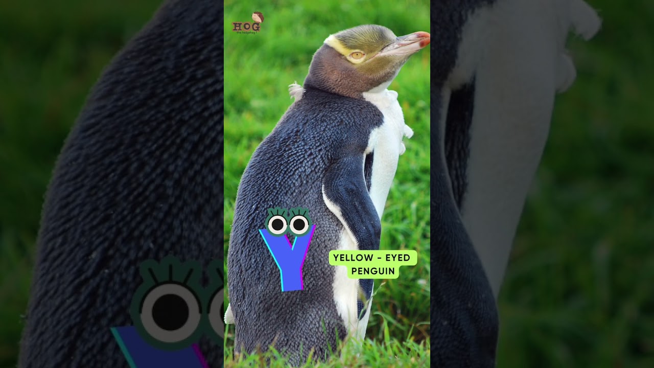 ABC Penguin Song | Letter TWY | Learn Alphabets, English and Animals for Kids (Fun)