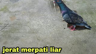 cara mudah mejerat merpati liar pake benang Lawe