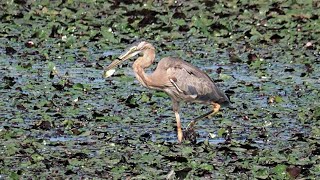 1090714宜蘭五結溼地紫鷺 (Ardea purpurea)亞成抓魚