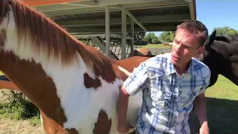 On the farm of Alan Scott Pate Antique Japanese Dolls | Meet the Horses