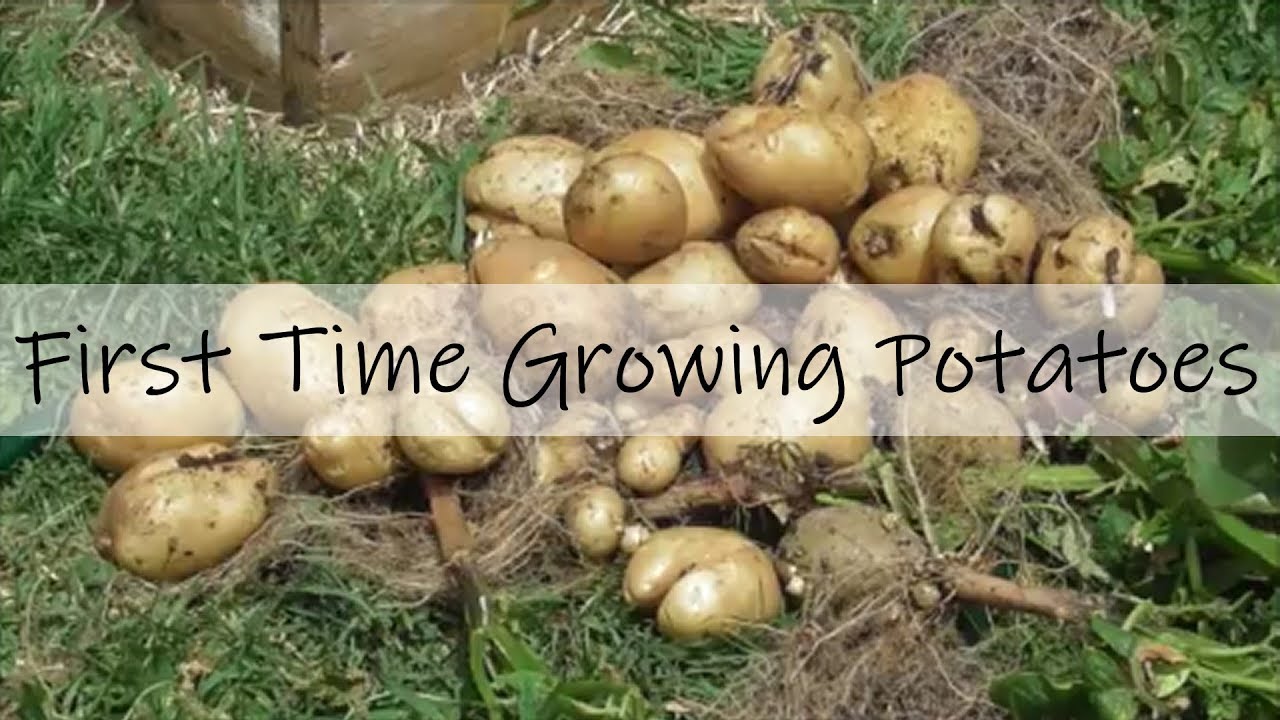 Vegetables π₯ My First Time Growing Potatoes!