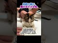 高架道路で、車を止めざるを得なかった理由 (feat. 雨濡れ子猫)
