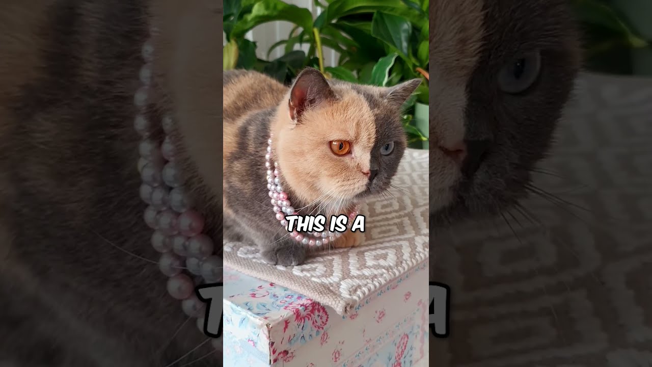 This Is One Of The Most Rare Beautiful Cats 