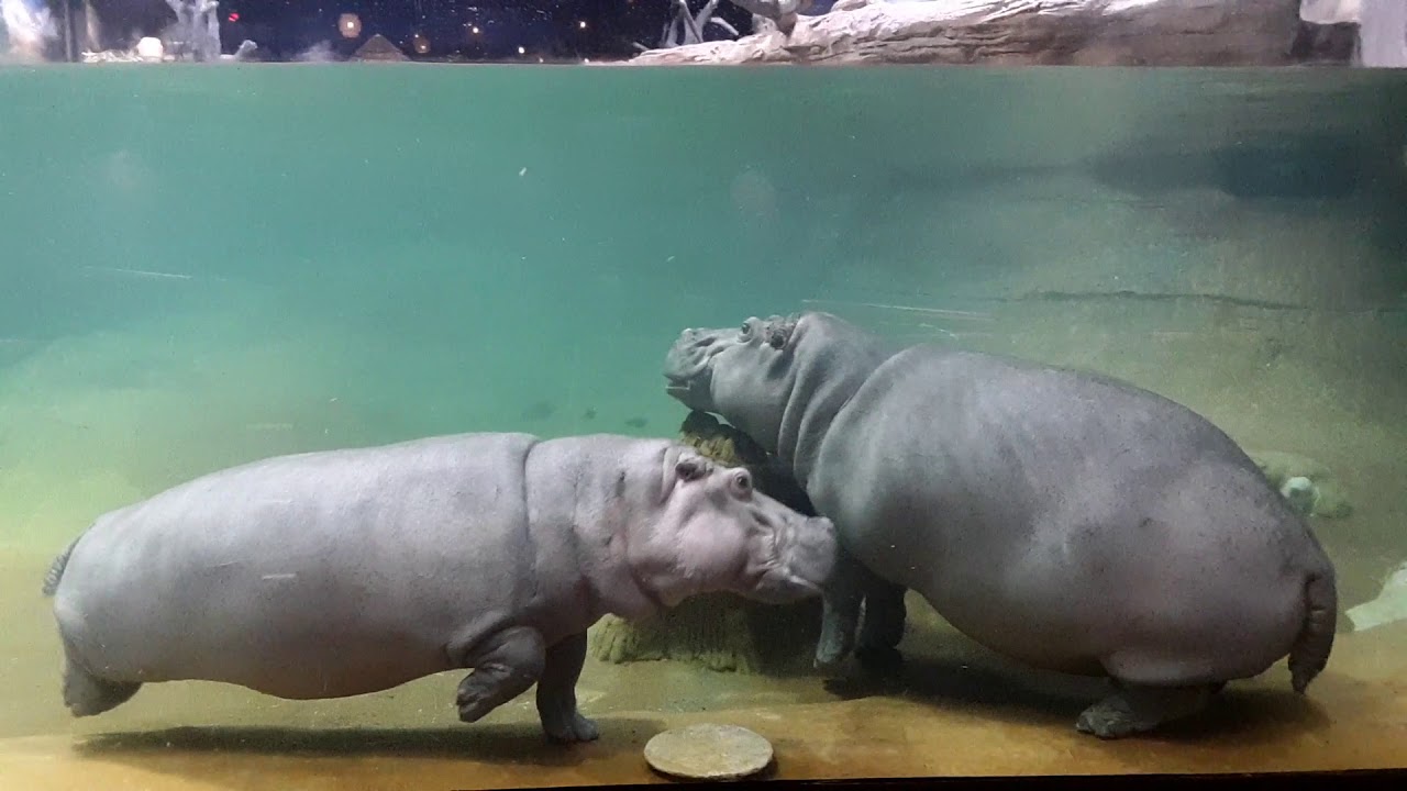 Sleeping Hippos YouTube Sleeping Hippos YouTube