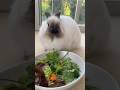ASMR Bunny Morning Routine Asmr Asmrsounds Bunnies Morningroutine 