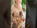 Monkey Baby Cute Little Baby Monkey Bandar Monkey Monkeybaby Monkey Baby Cute Little Baby Monkey Bandar Monkey Monkeybaby
